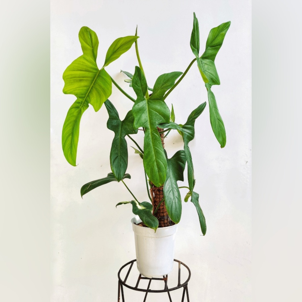 For @grace_youngers1 ✨